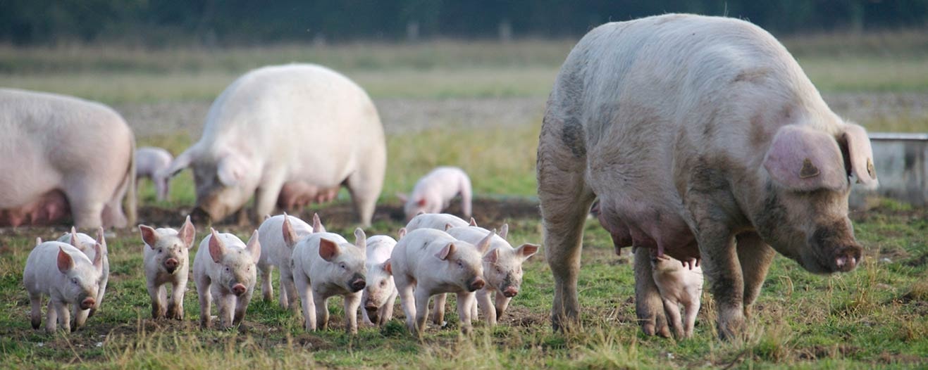 Sows and piglets grazing in a field