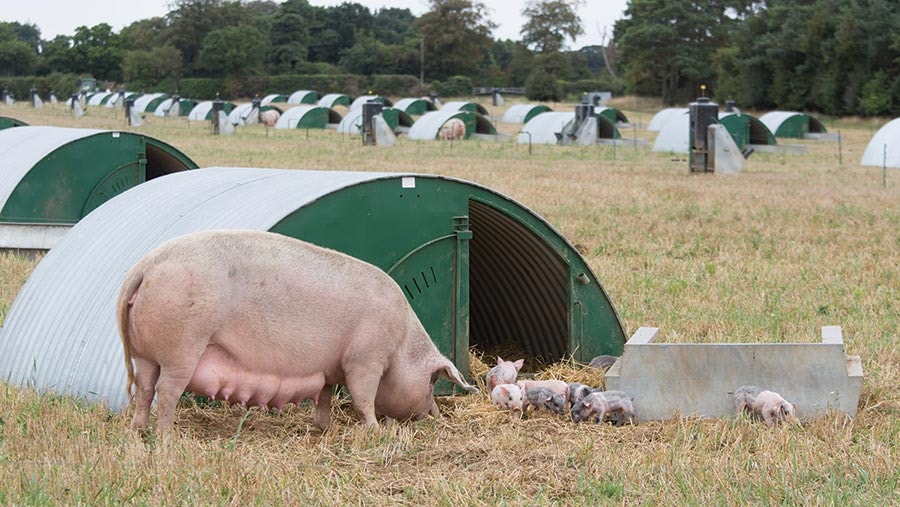 Sow and piglets beside green arc shelters in a field