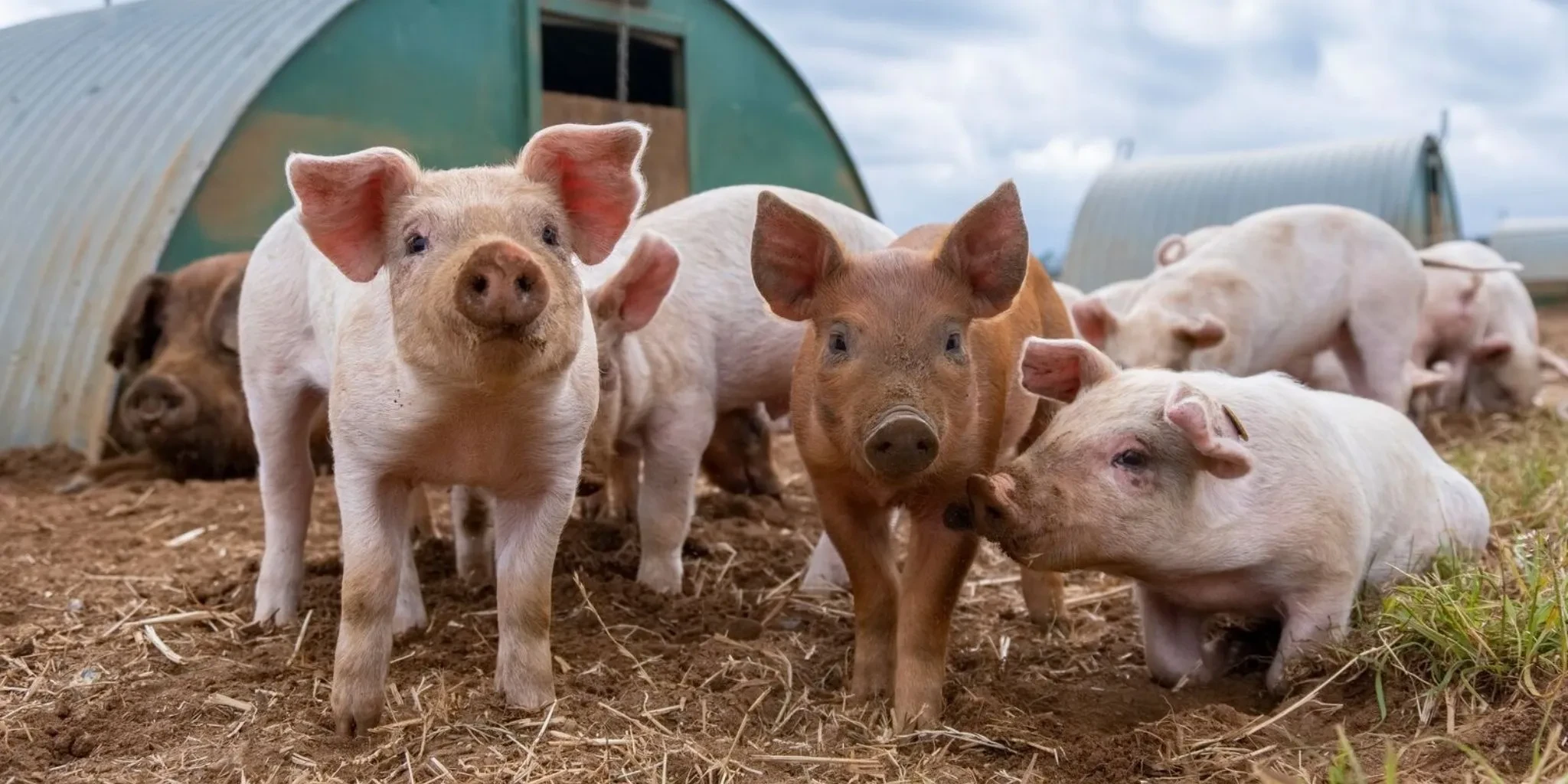 Pigs on a farm with arc shelters