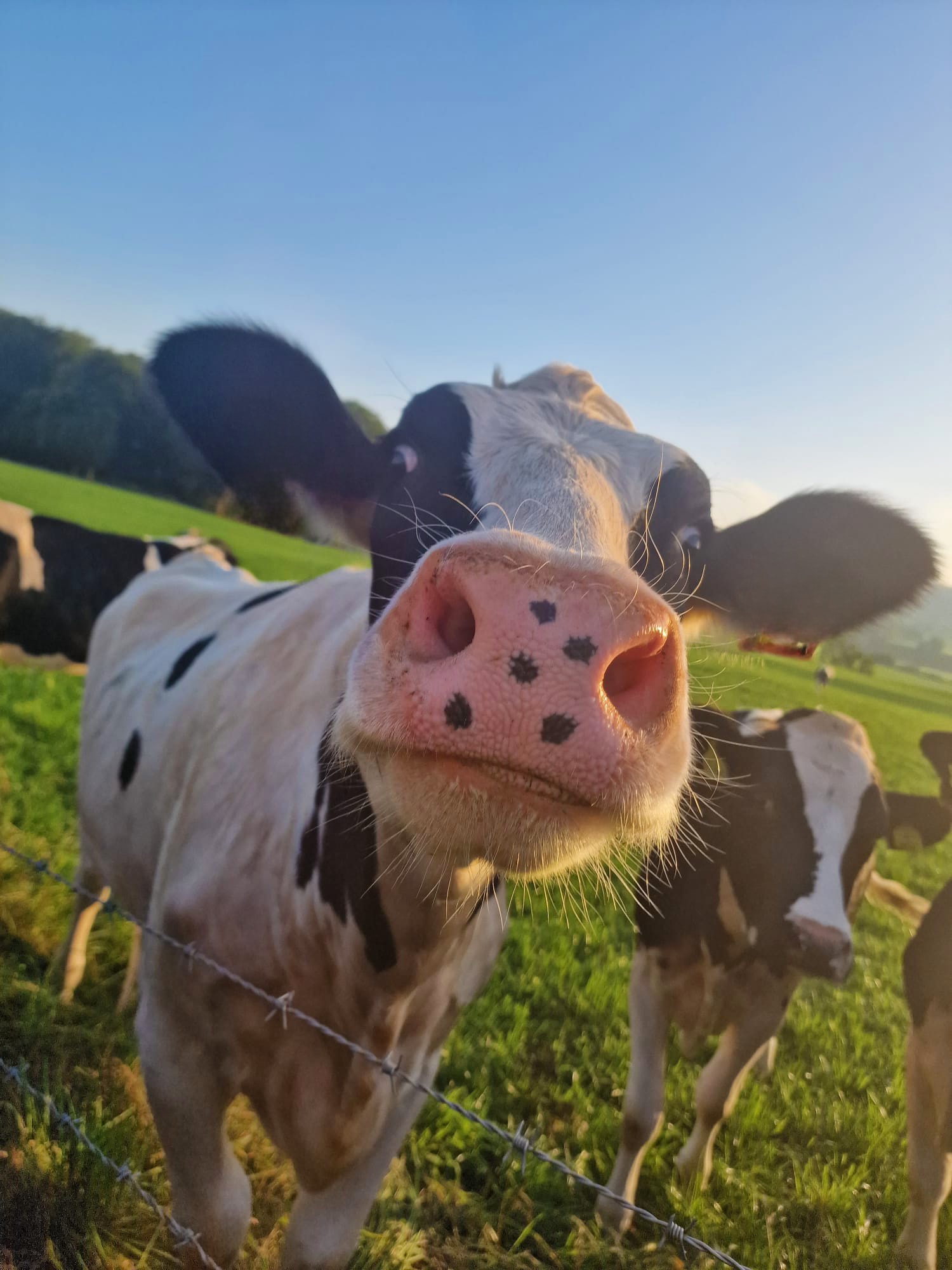 Holstein dairy cow close-up in a Devon field