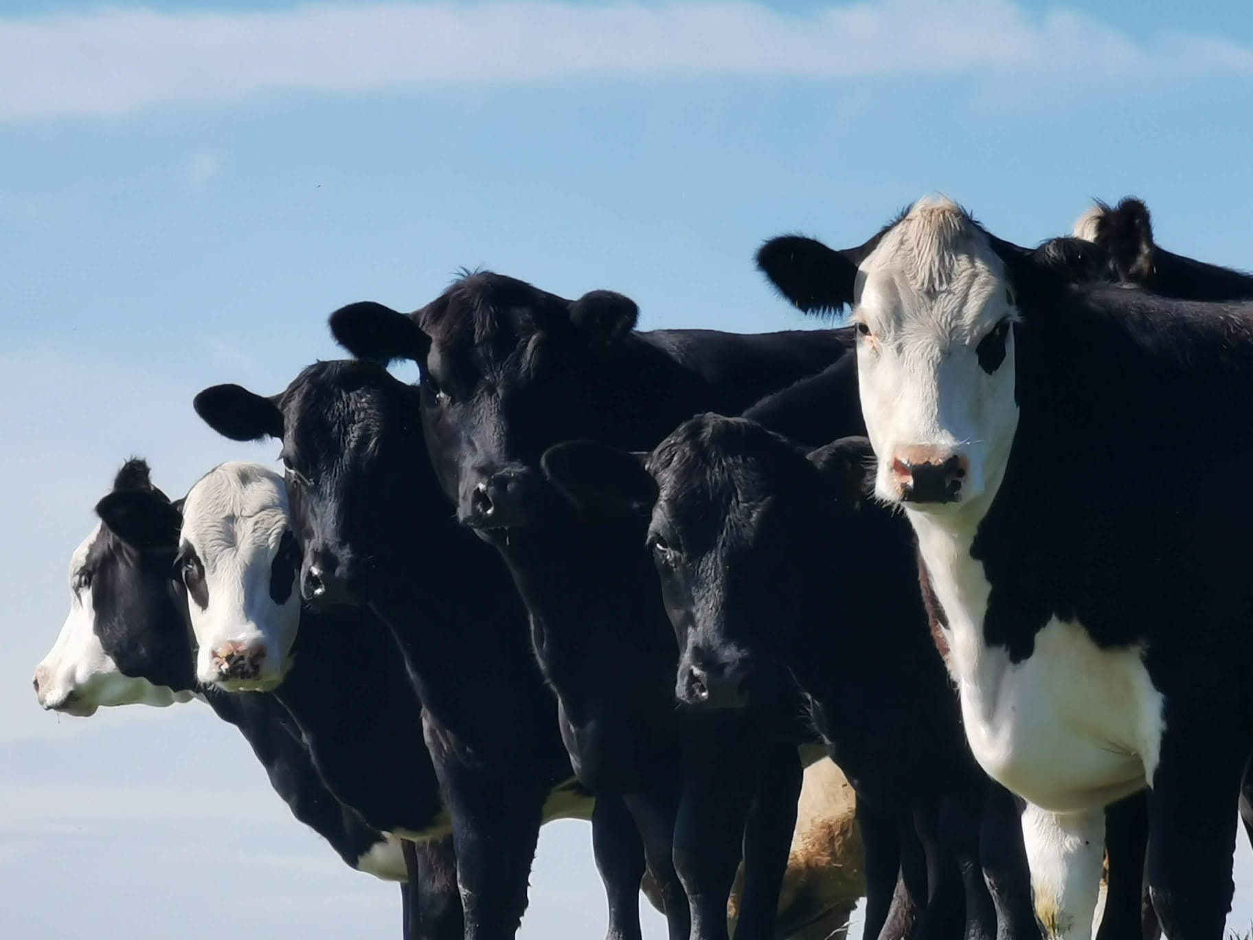 Black and white beef cattle against a blue sky